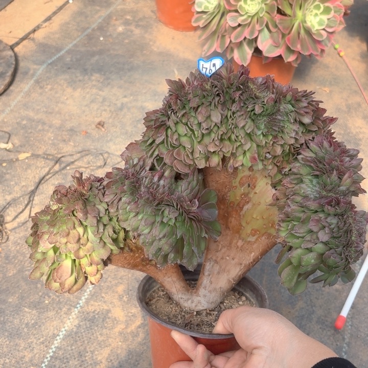 万缀法师多肉1769