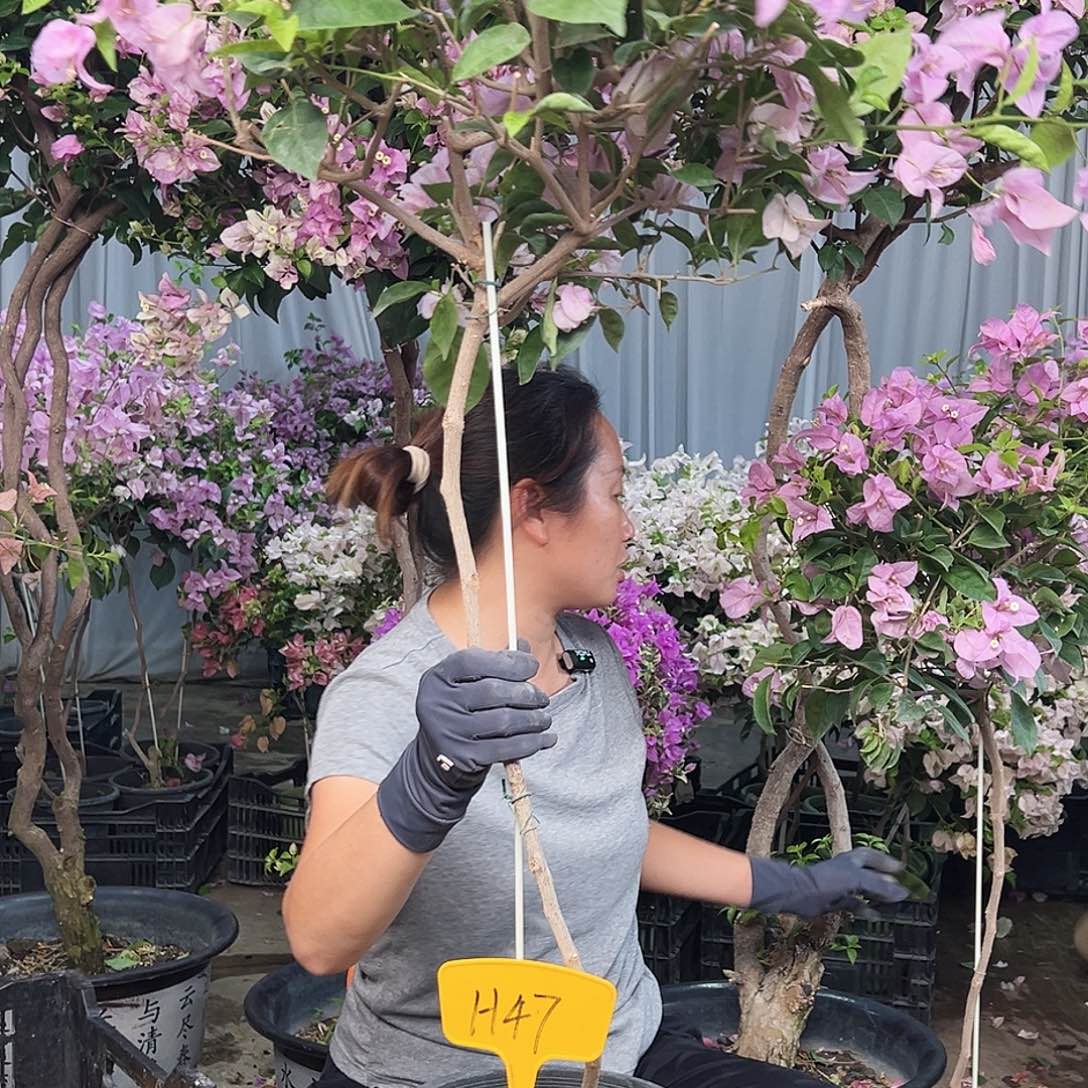 田***心大部分花苞少量开放H47赛佛里