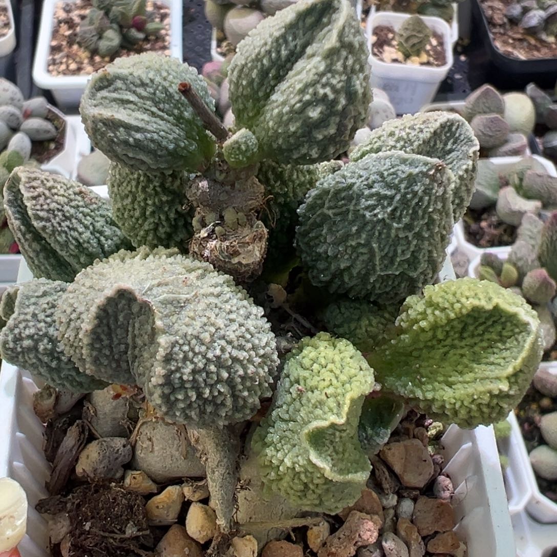 胖五老桩多肉植物水泡多肉植物