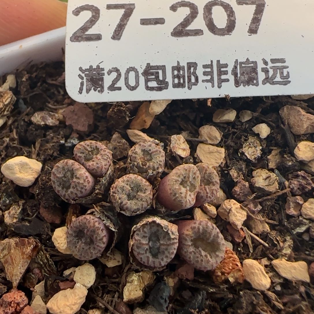 小S带盆土发货。    