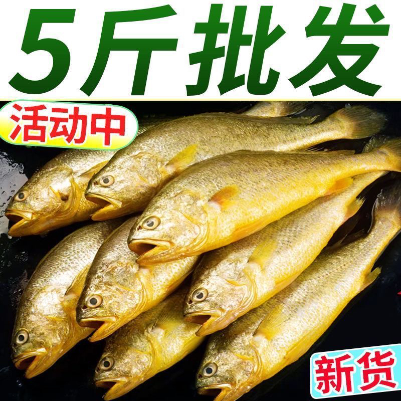 L净重5斤（共14到15条）野生黄花鱼一斤3条以内 网捕划伤介意勿拍
