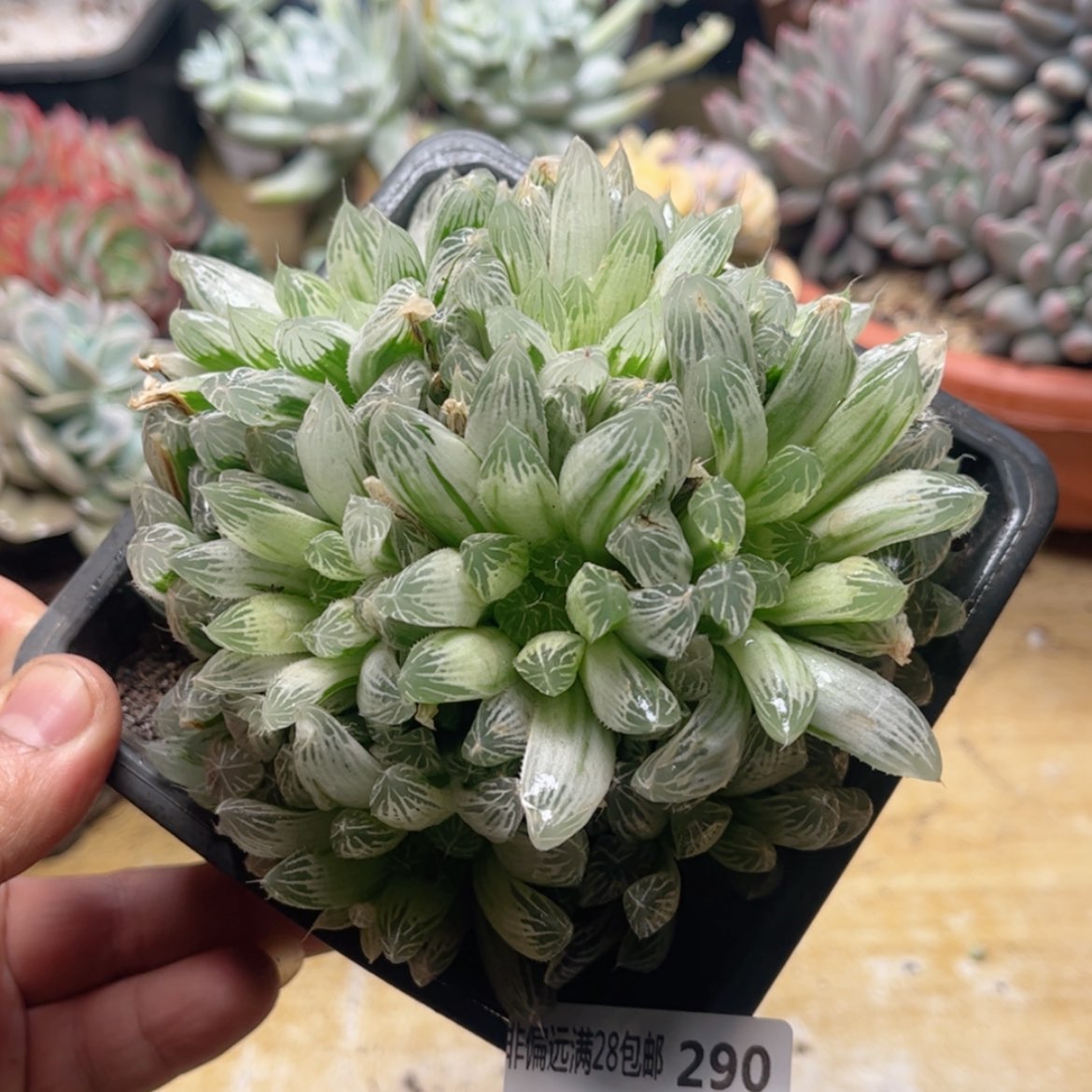 【闪购商品】290银线玉露