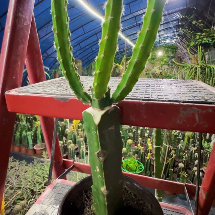 无花朵蛇鞭柱283号