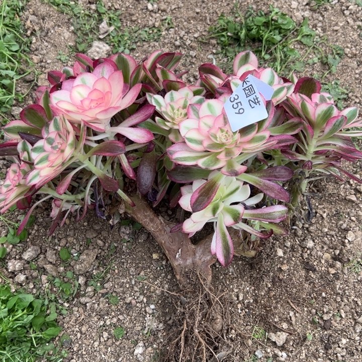 倾城母本朵朵多肉植物359