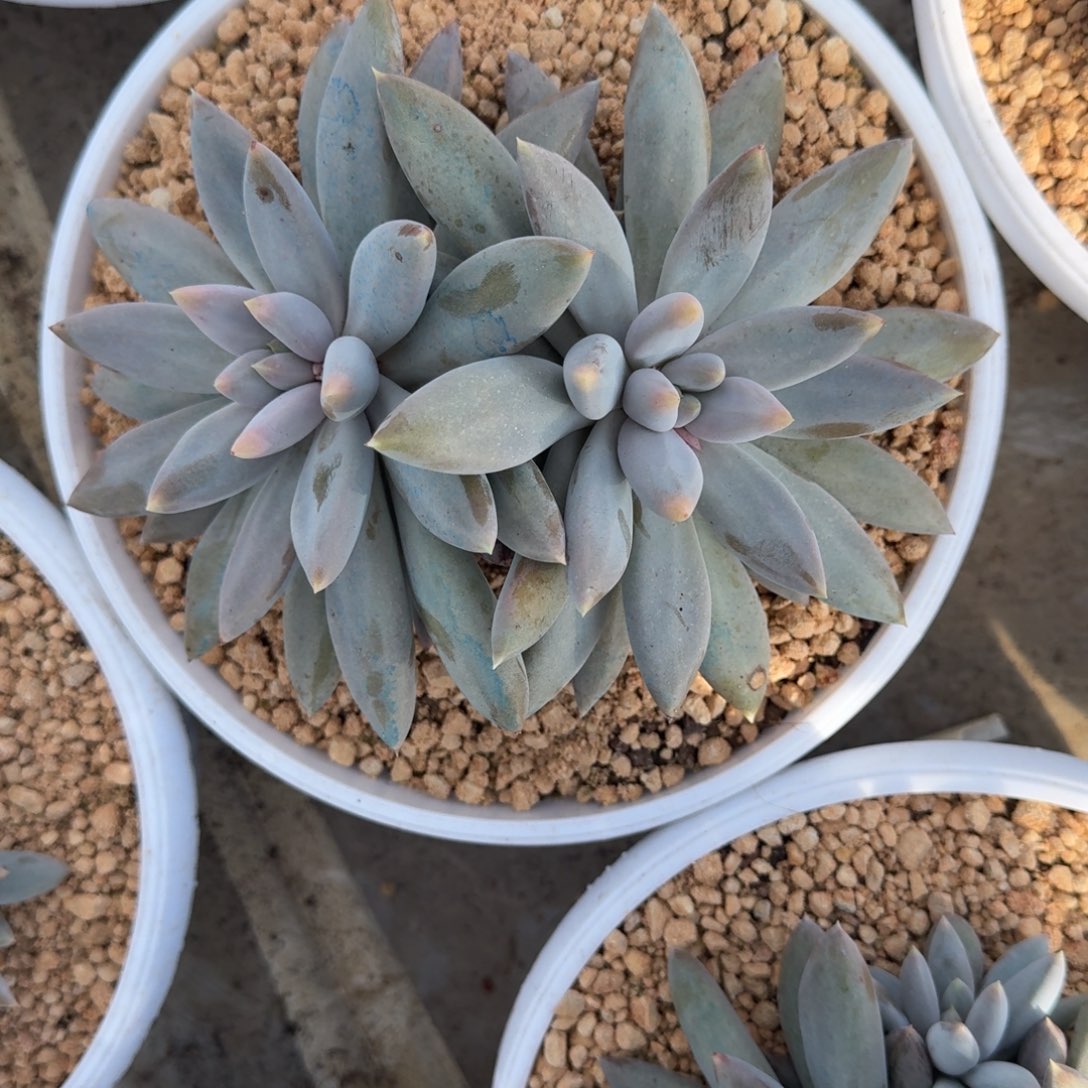 焦糖体 哥特 双头 一物一拍