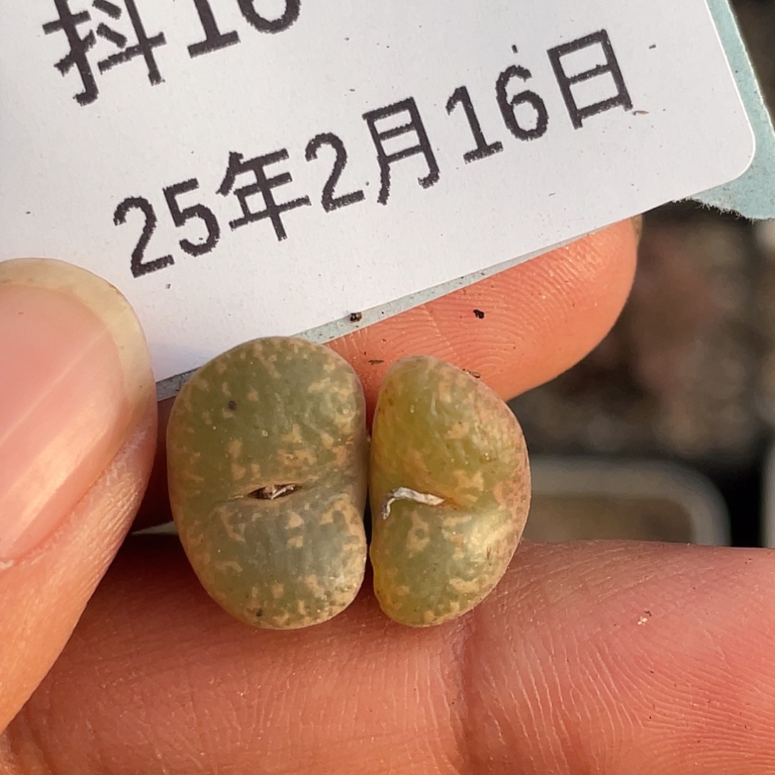 16-121勋章多肉植物