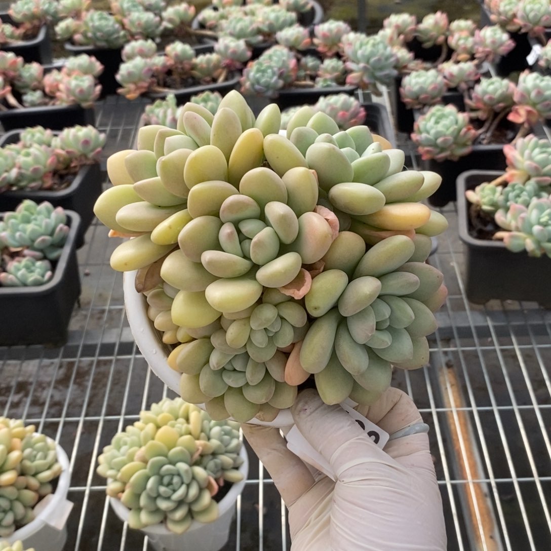 5128泡泡糖一物一拍