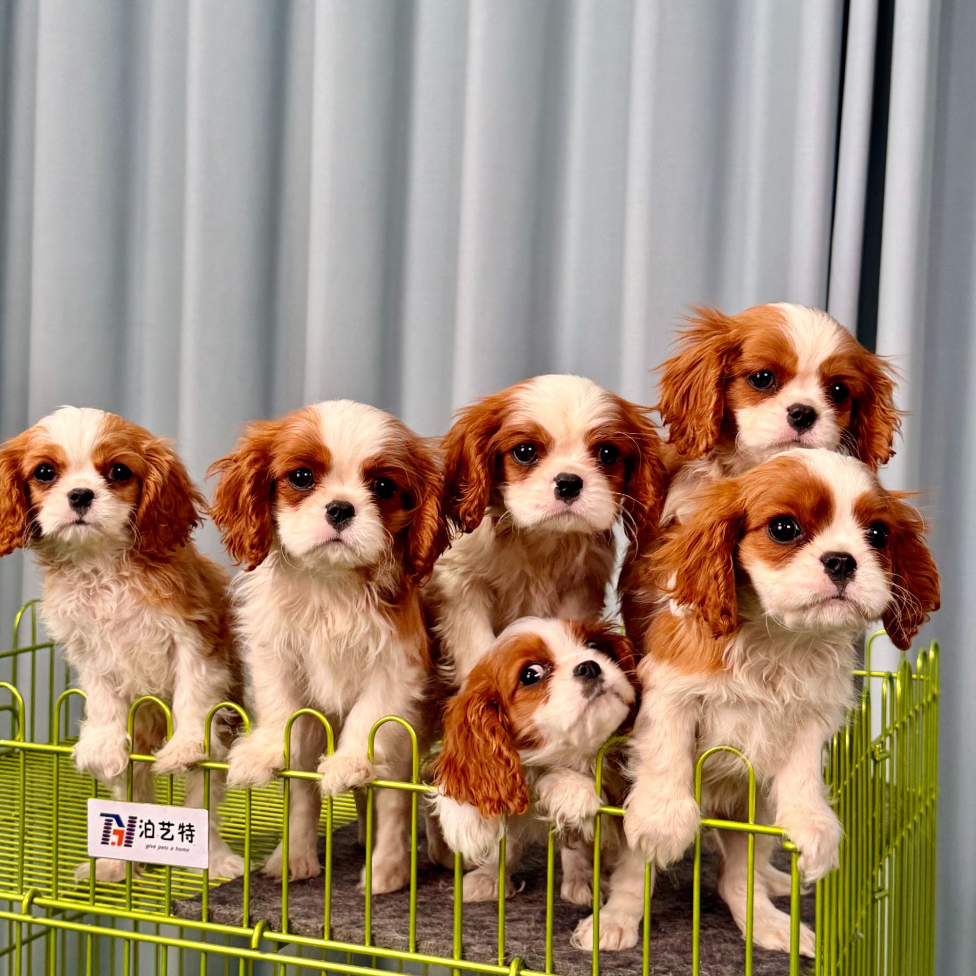 宠物活体狗狗骑士查理王小猎犬