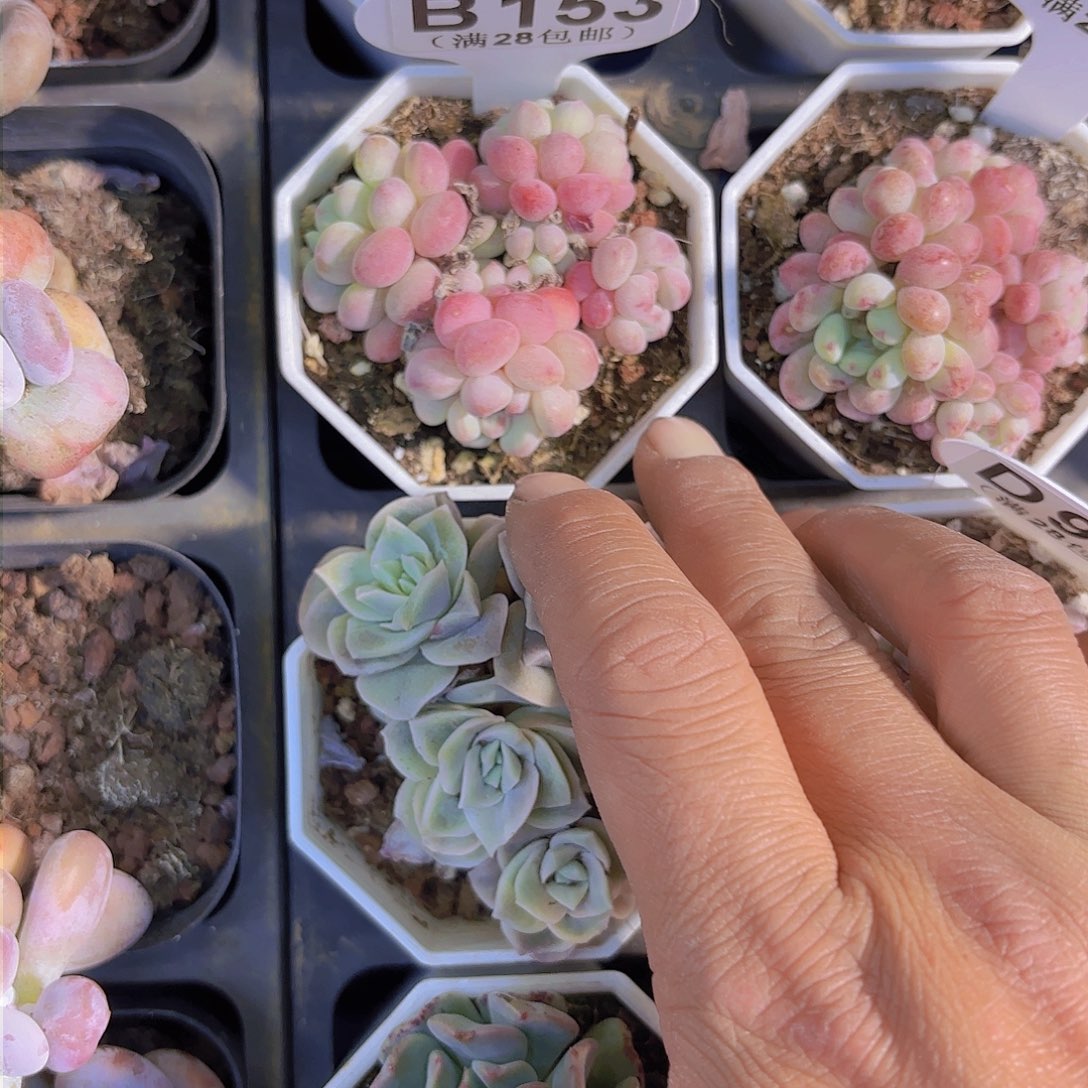 ?**iB153小红蛋一物一拍