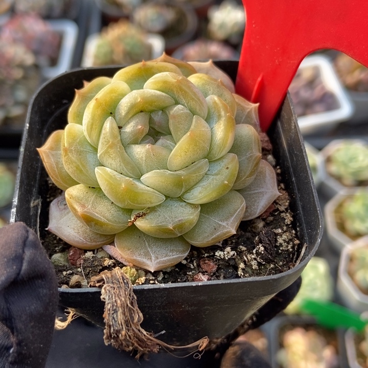 605白恋多肉植物保护