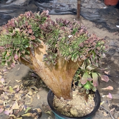 娜迦缀多肉植物008