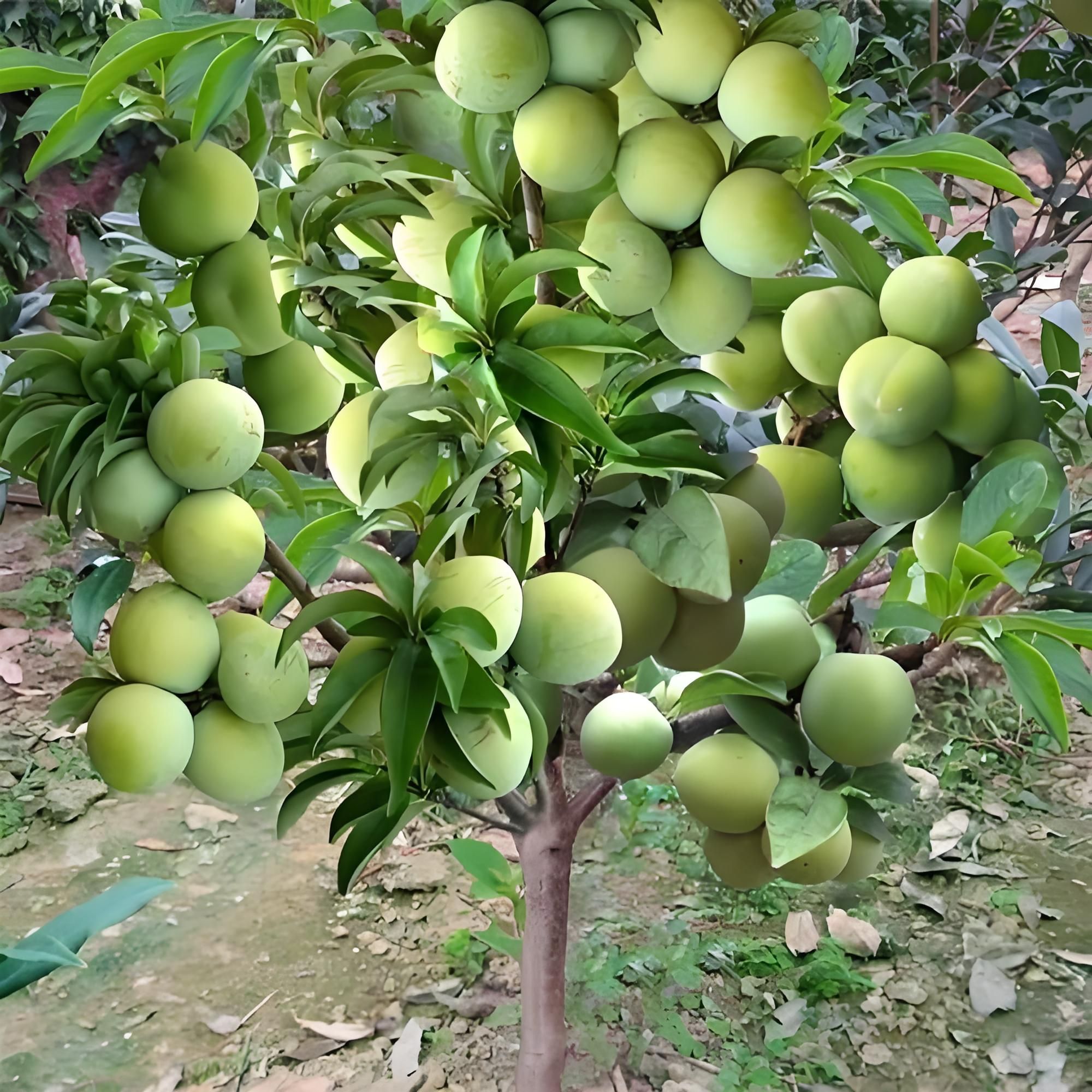 三年苗李子树苗可南北方种植嫁接青脆脱骨当年结果