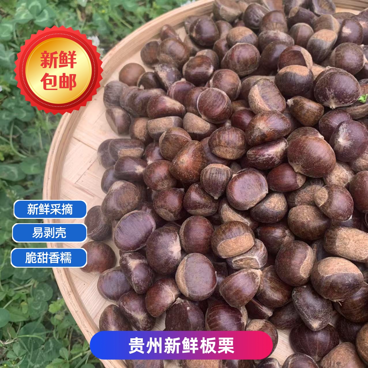 贵州本地特产新鲜现摘板栗小毛栗油锥栗好吃香甜粉糯可烧鸡烧肉