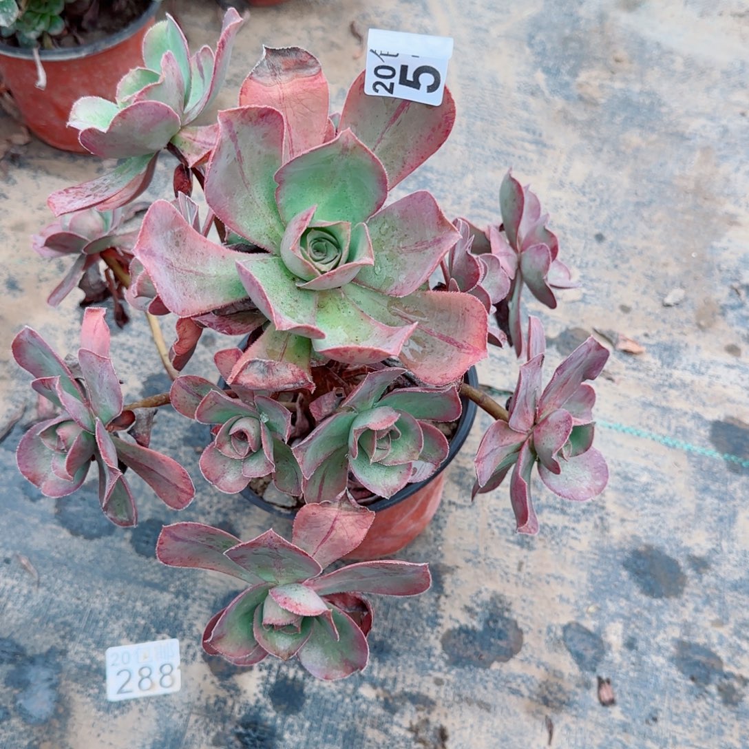 红富士516满20包邮断枝不包