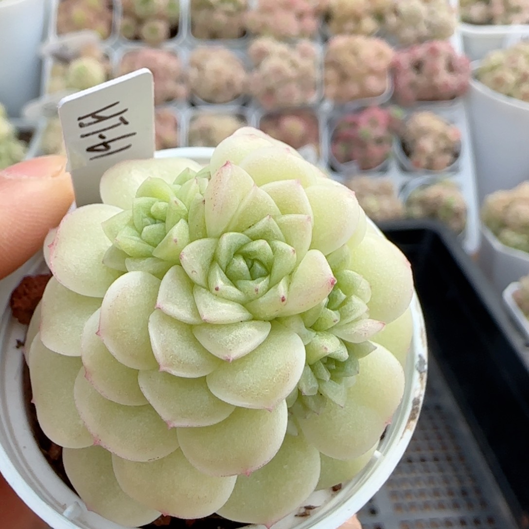 【闪购商品】0220-43（ht-61）