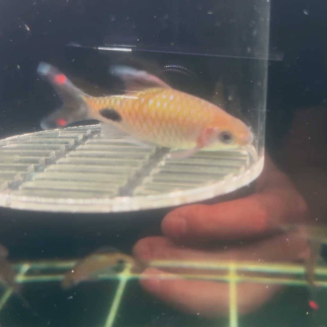 吉罗鱼红旗蓝拉丝公8-9