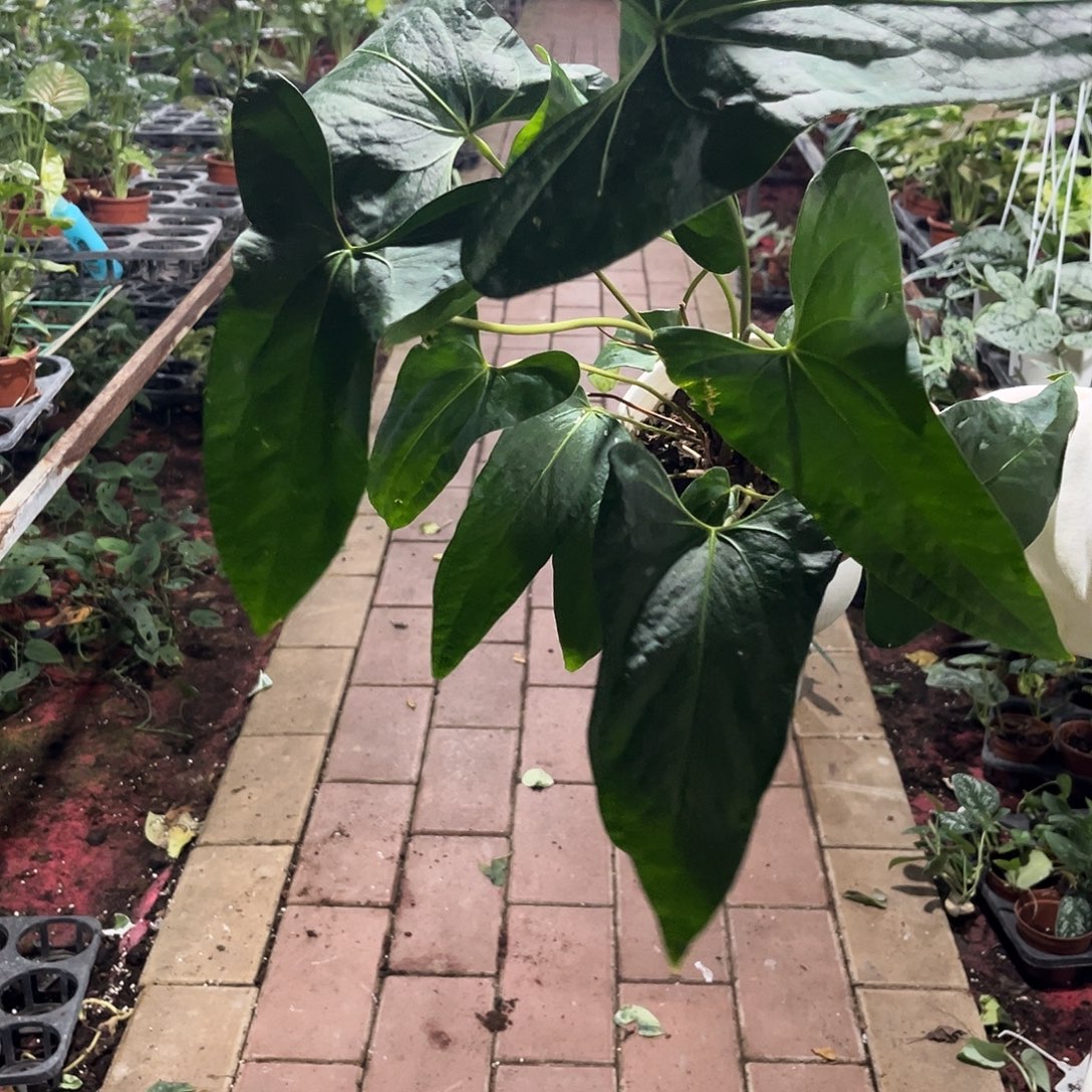 无花朵533羊皮杂花烛