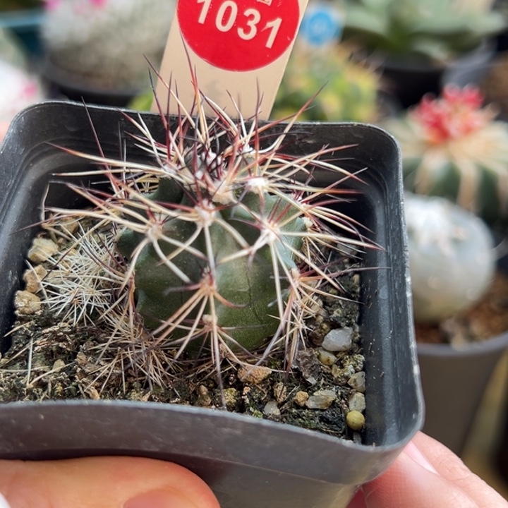 实生狂刺达氏青花虾3.3cm