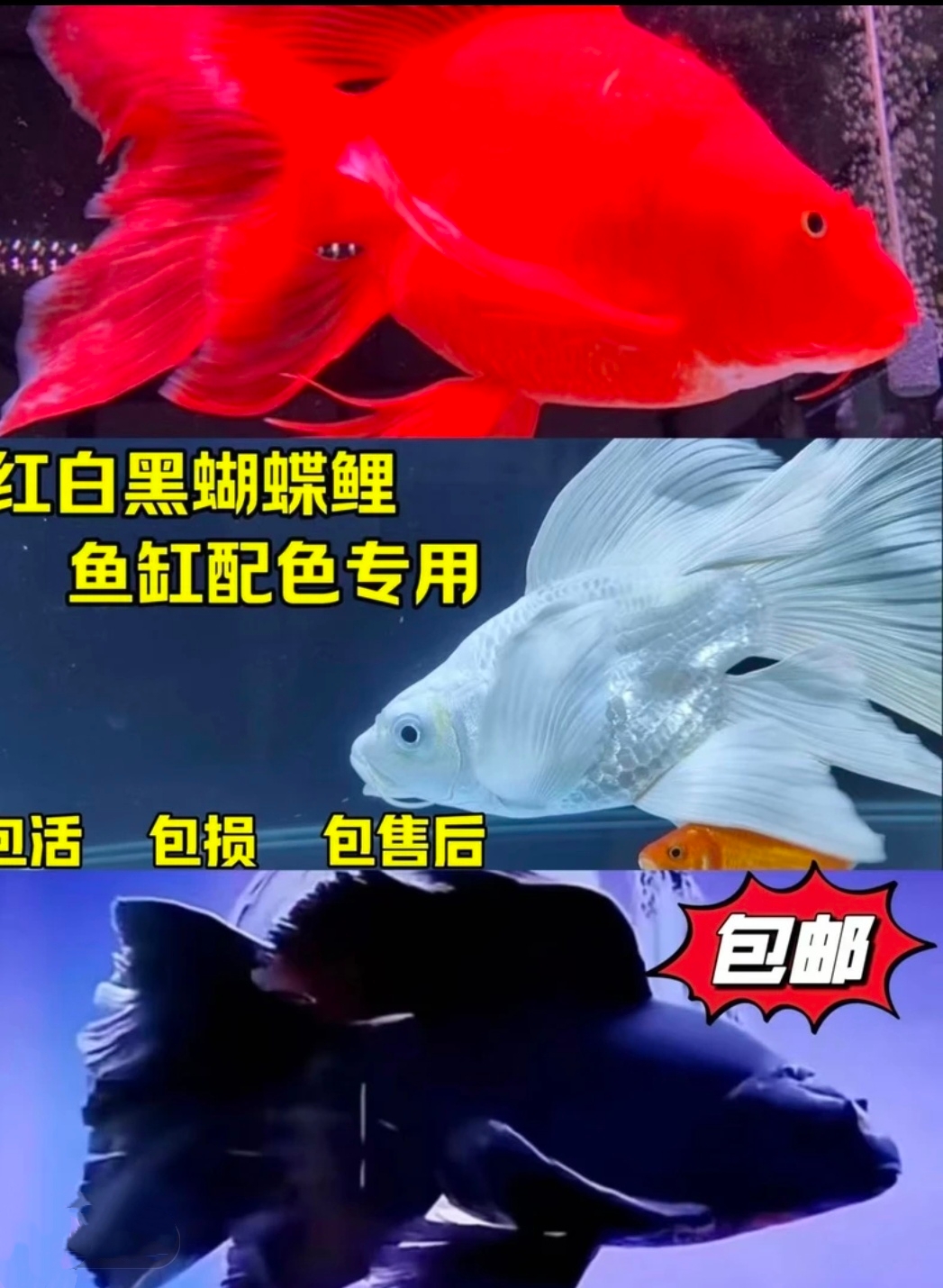 精选三色蝴蝶鲤红白黑搭配 