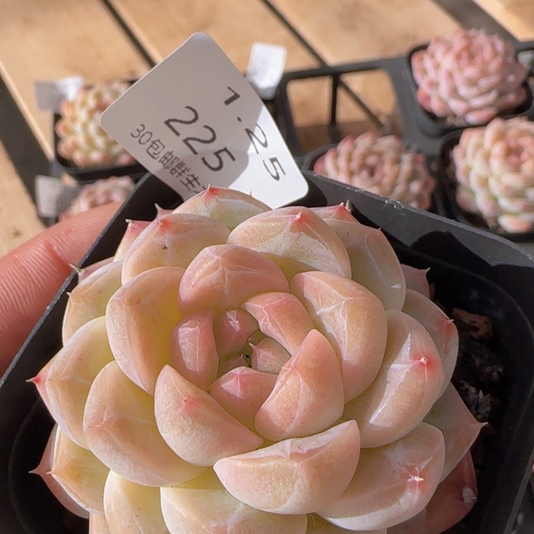 水果糖单头一颗脱土