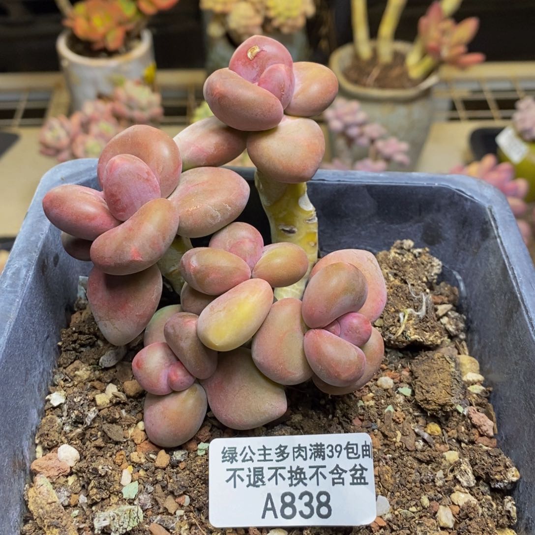 838芒果奶多肉kk奶多肉8c m