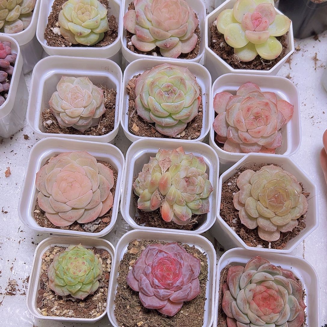 精品组合12盆带盆带土