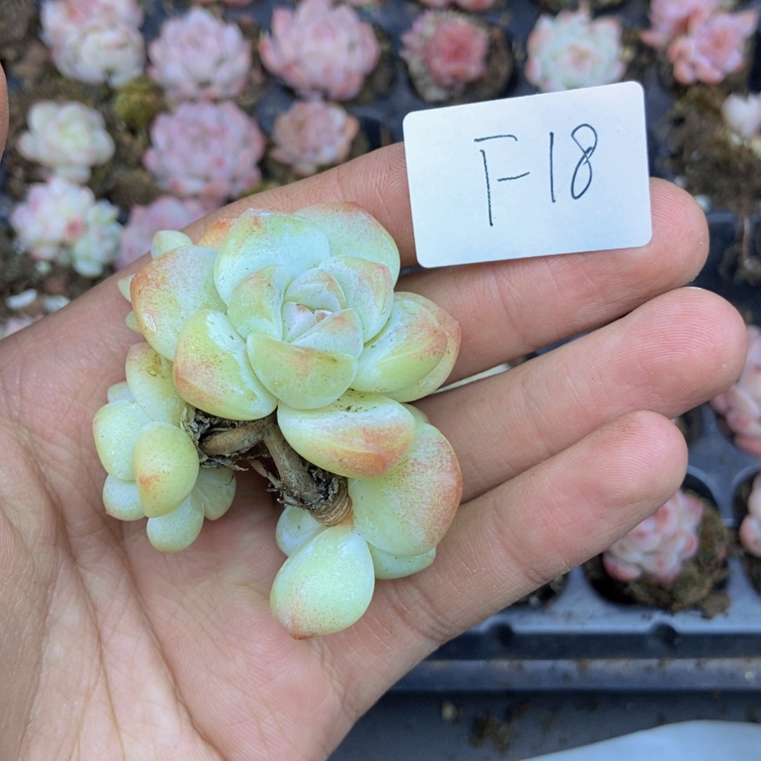 春泥家框拍链接F18