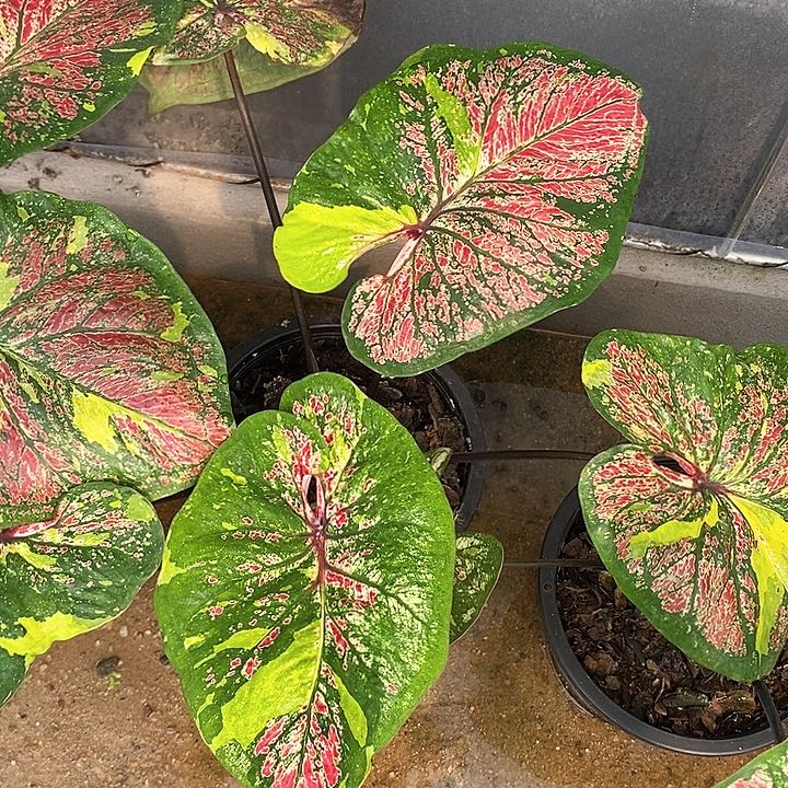 322-0205 泰国彩叶