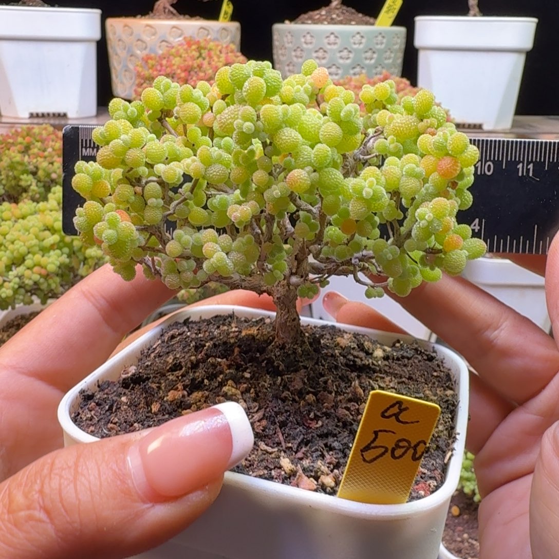 a500号金桔冠服8厘米左右