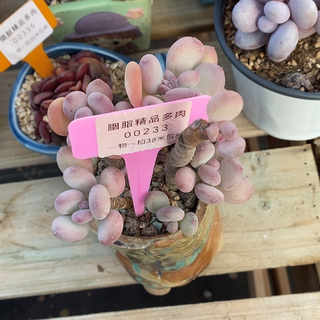 233投诉去咯哦魔芋我