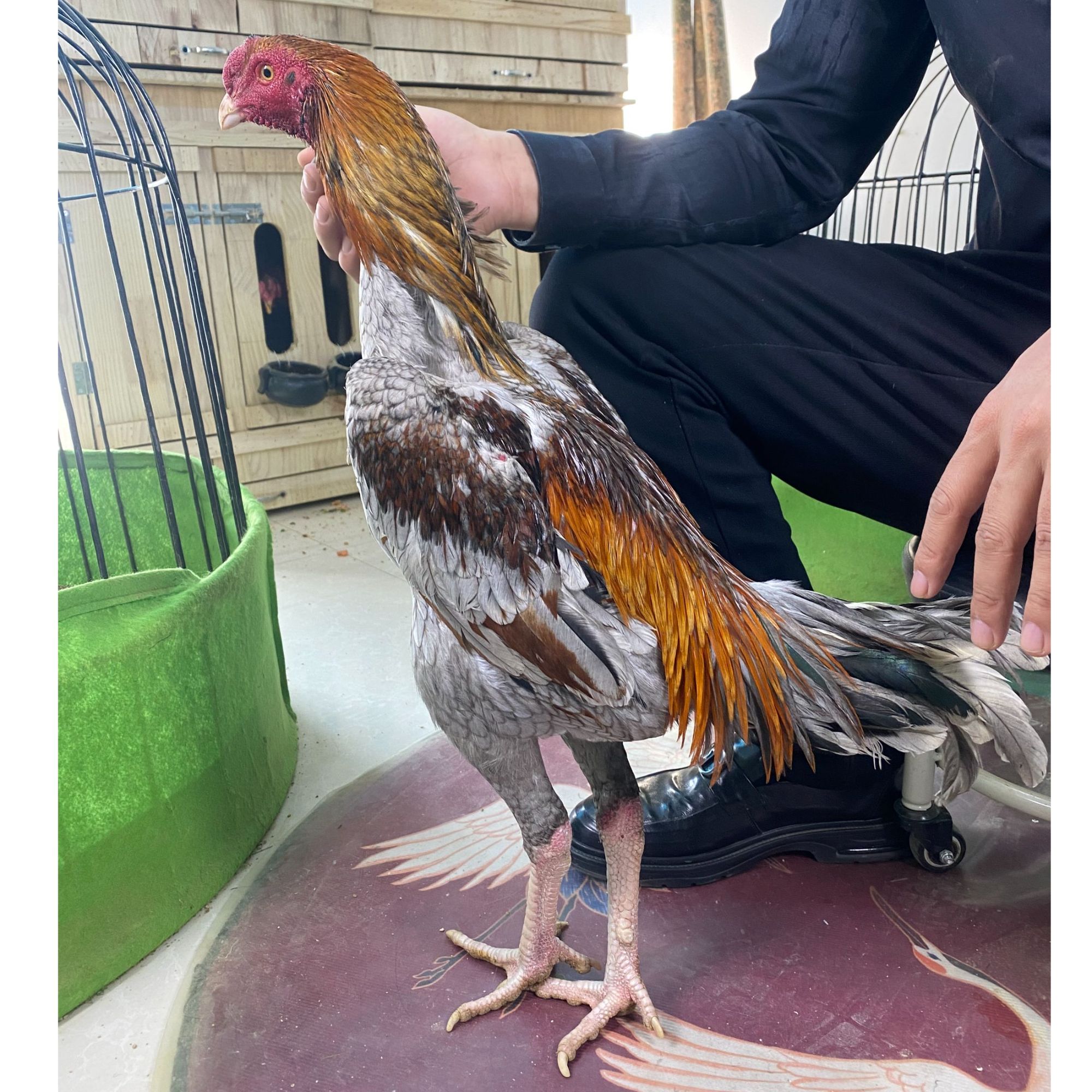 农村散养斗鸡公鸡