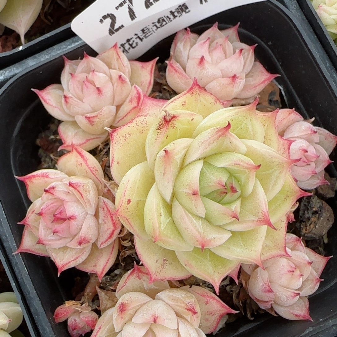 花语逸镜0129-272