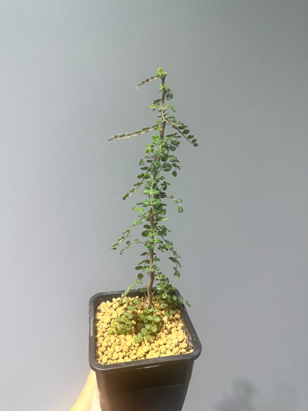 泡泡叶没药扦插带盆土包邮