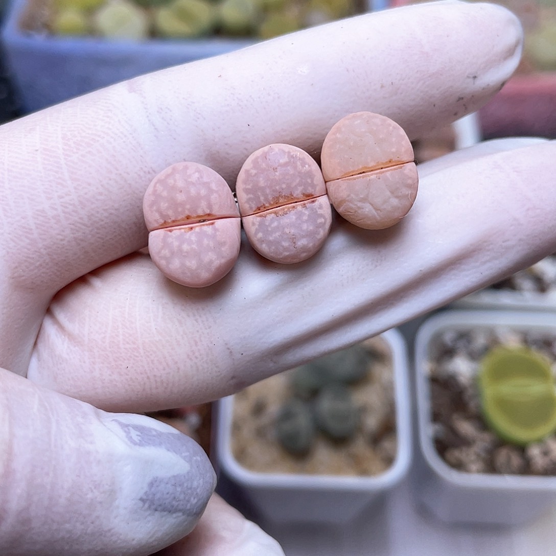 255号 饼干唇…………