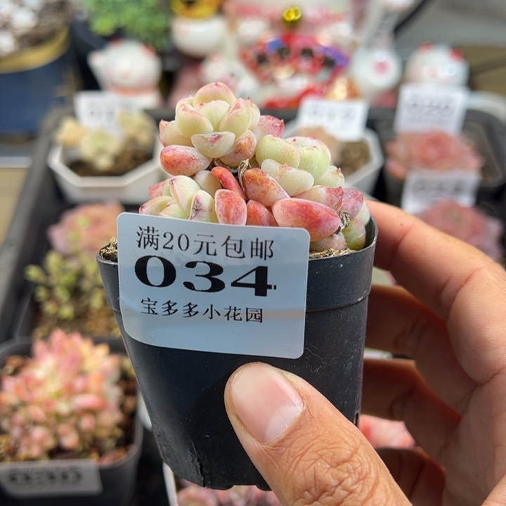 厚梦优选5头一物一拍多肉满20包邮明天发货