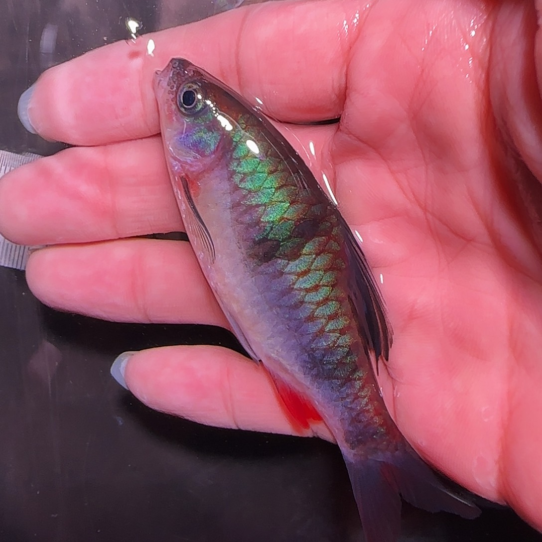 灯科鱼西高11.11.11