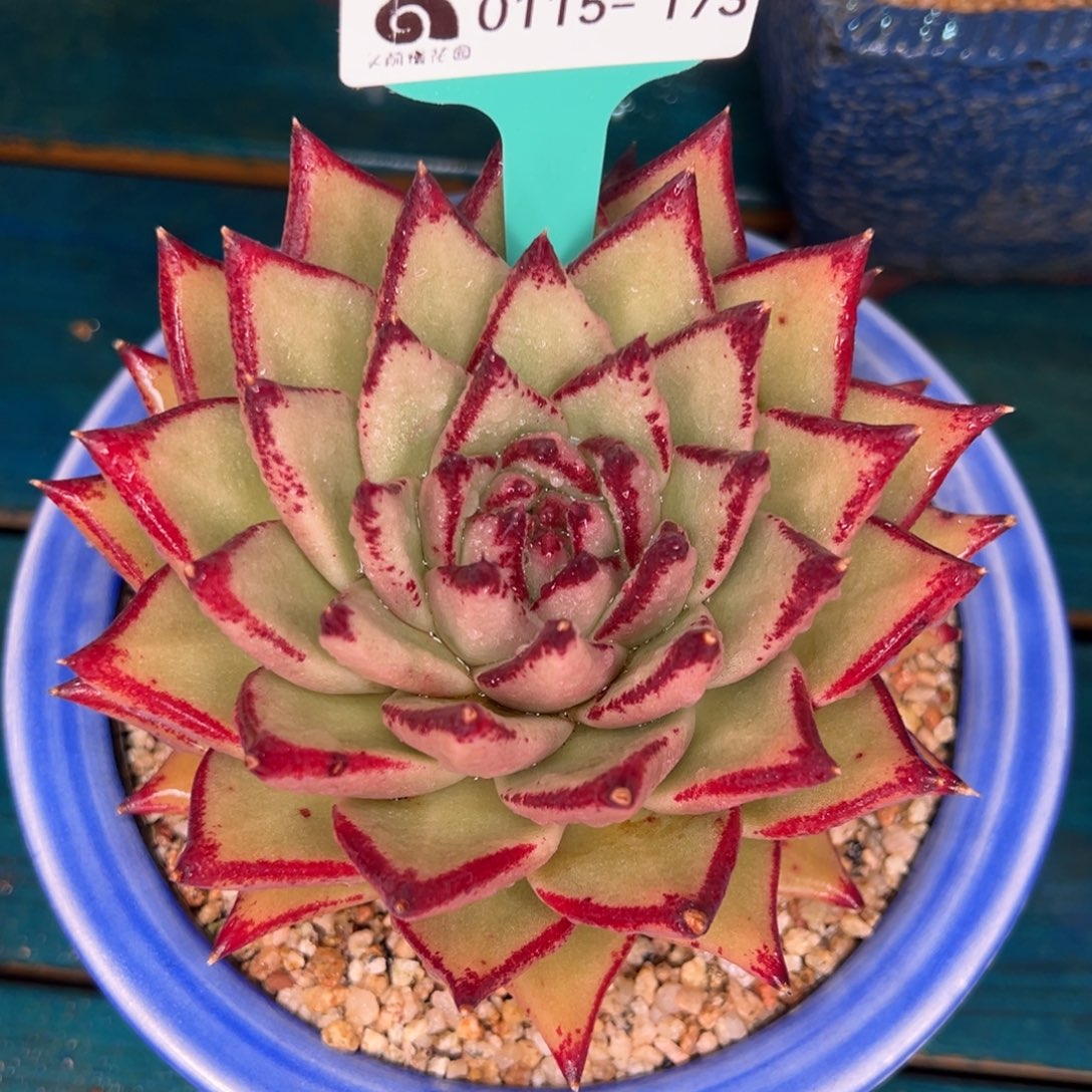 从前慢多肉精选编号0115.173