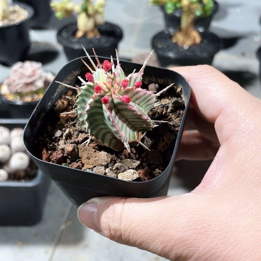 。***。6666666666666666666