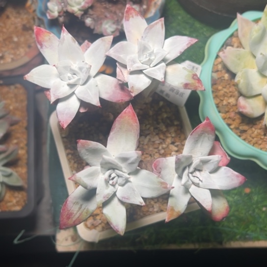 大圆叶苹果叶～一物一拍6536