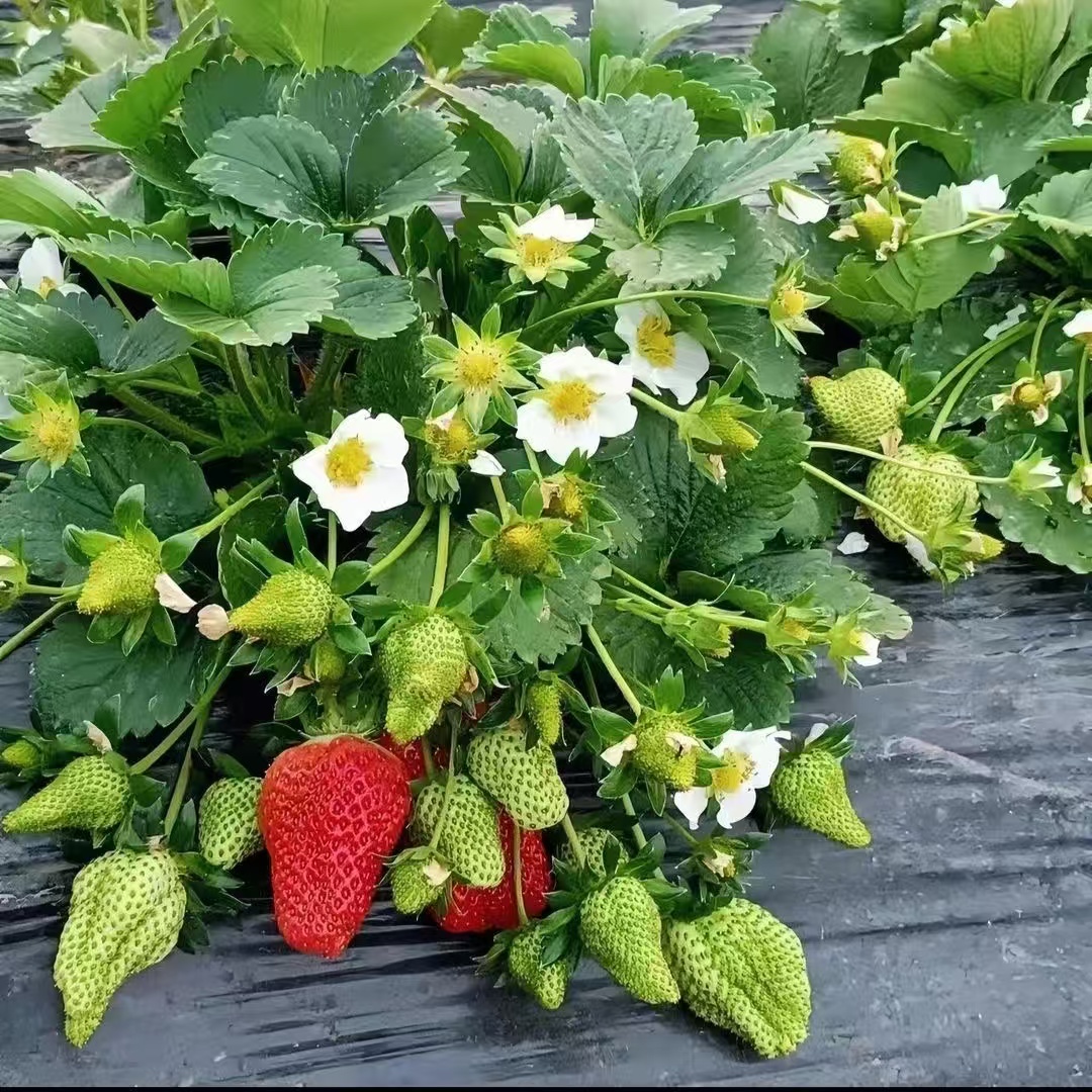 【带花带果】奶油红颜草莓盆栽南北方均可种植盆栽