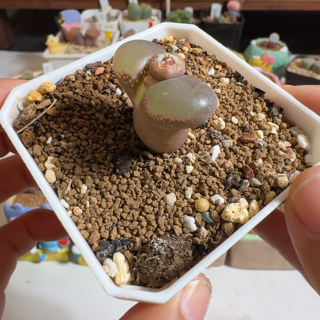 紫罗兰宽窗选拔多肉植物好看肉锥