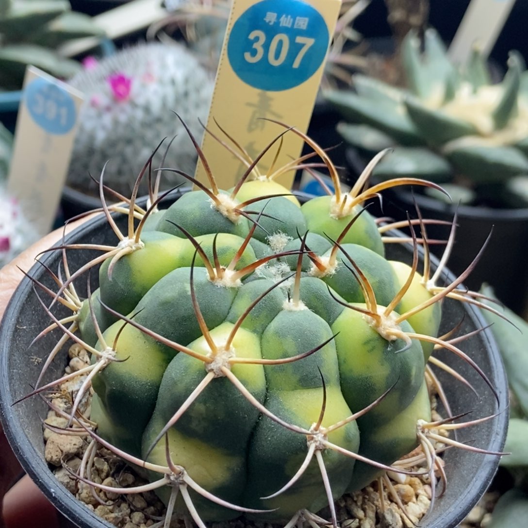 实生天紫玉锦6.6cm有斑