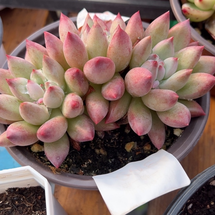 虞美人多肉植物445