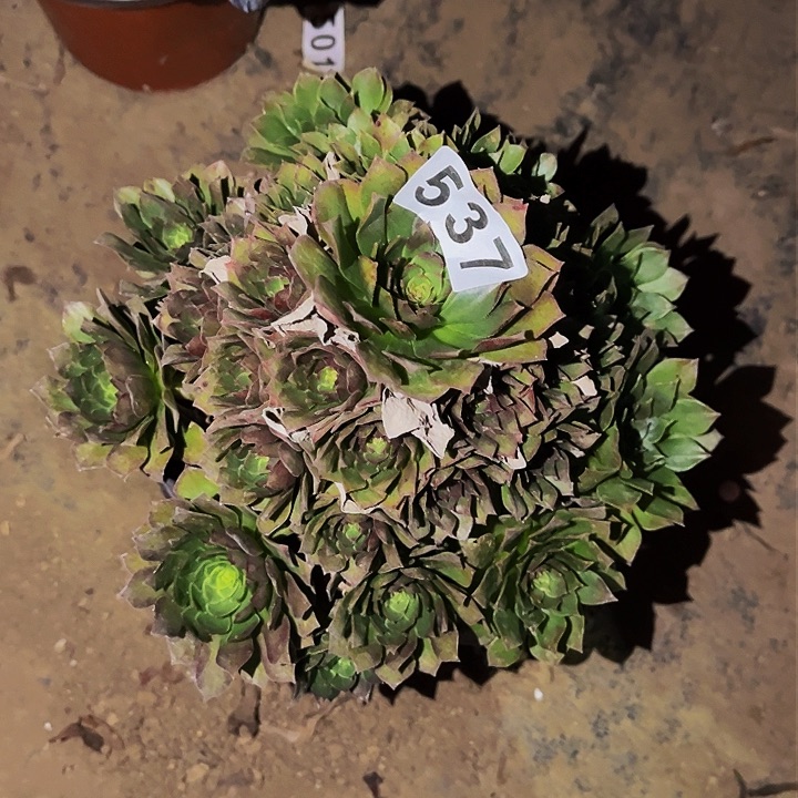 537红魔多肉植物处理不售后