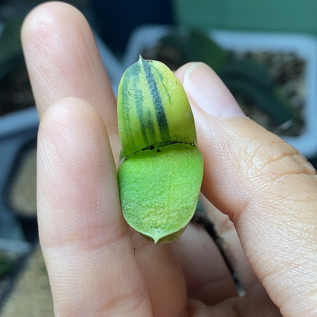 晓***石不带盆脱土裸根发货