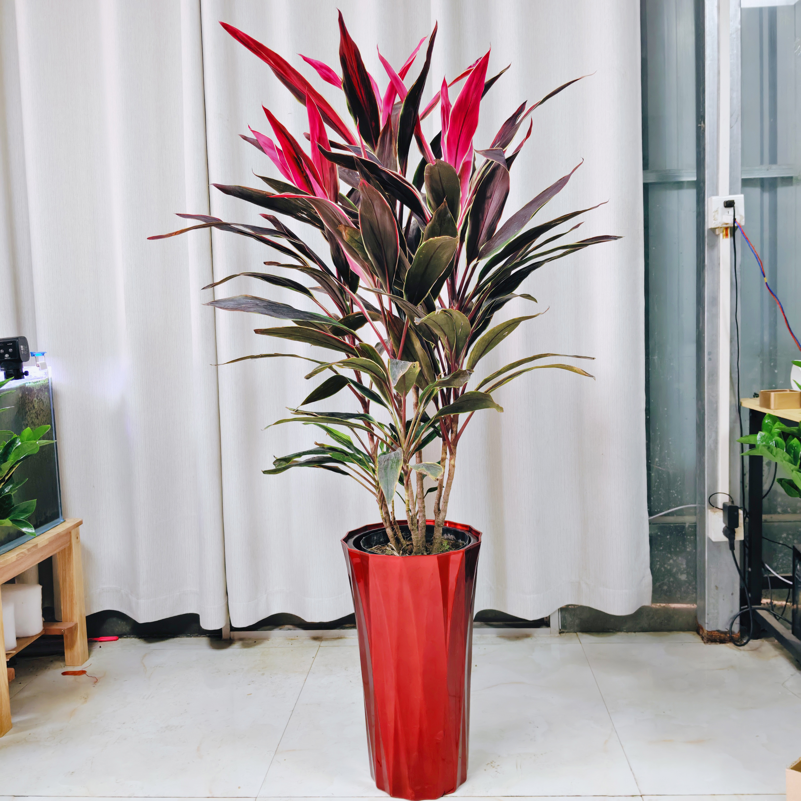 【顺丰送货上门】1.4-1.5米金边红叶朱蕉五彩铁盆栽除甲醛绿植