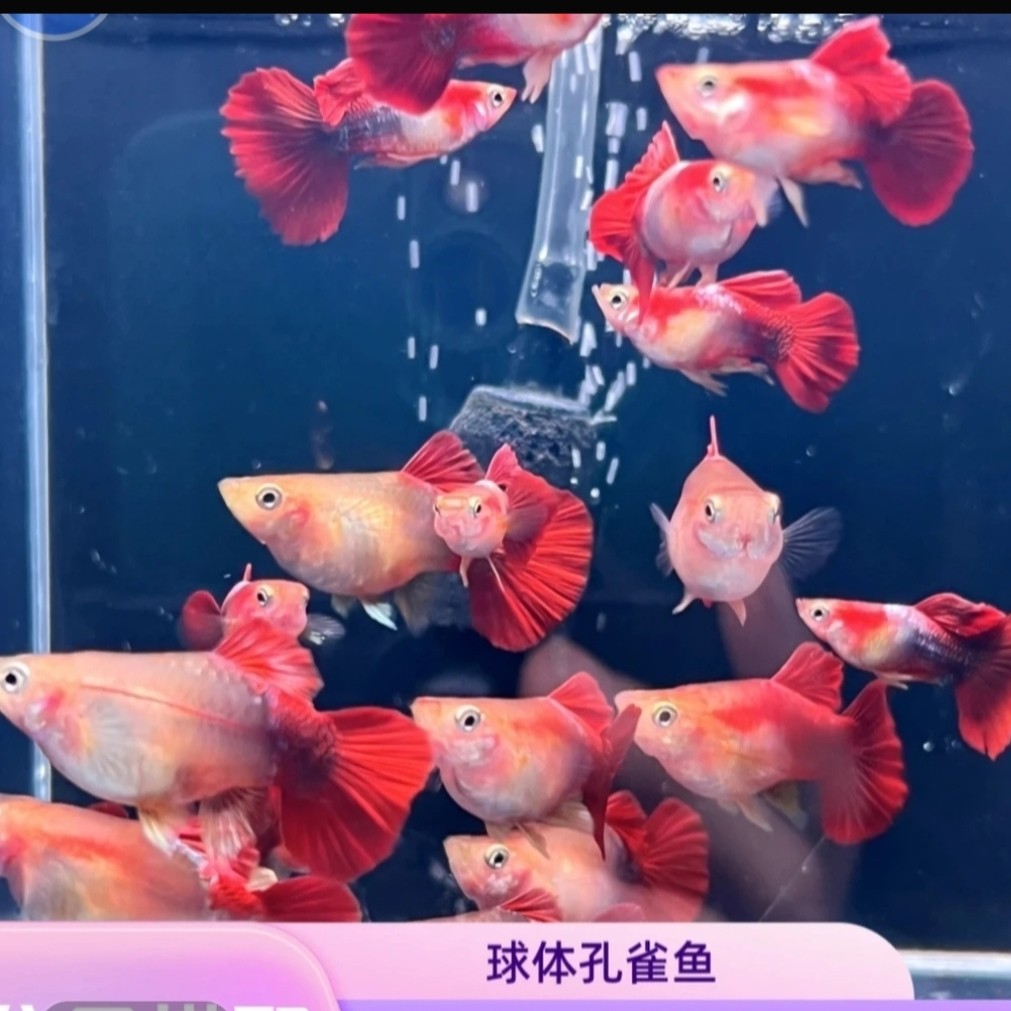 小型热带观赏鱼 精品球体黄豹球孔雀鱼种鱼(入缸后不包损)