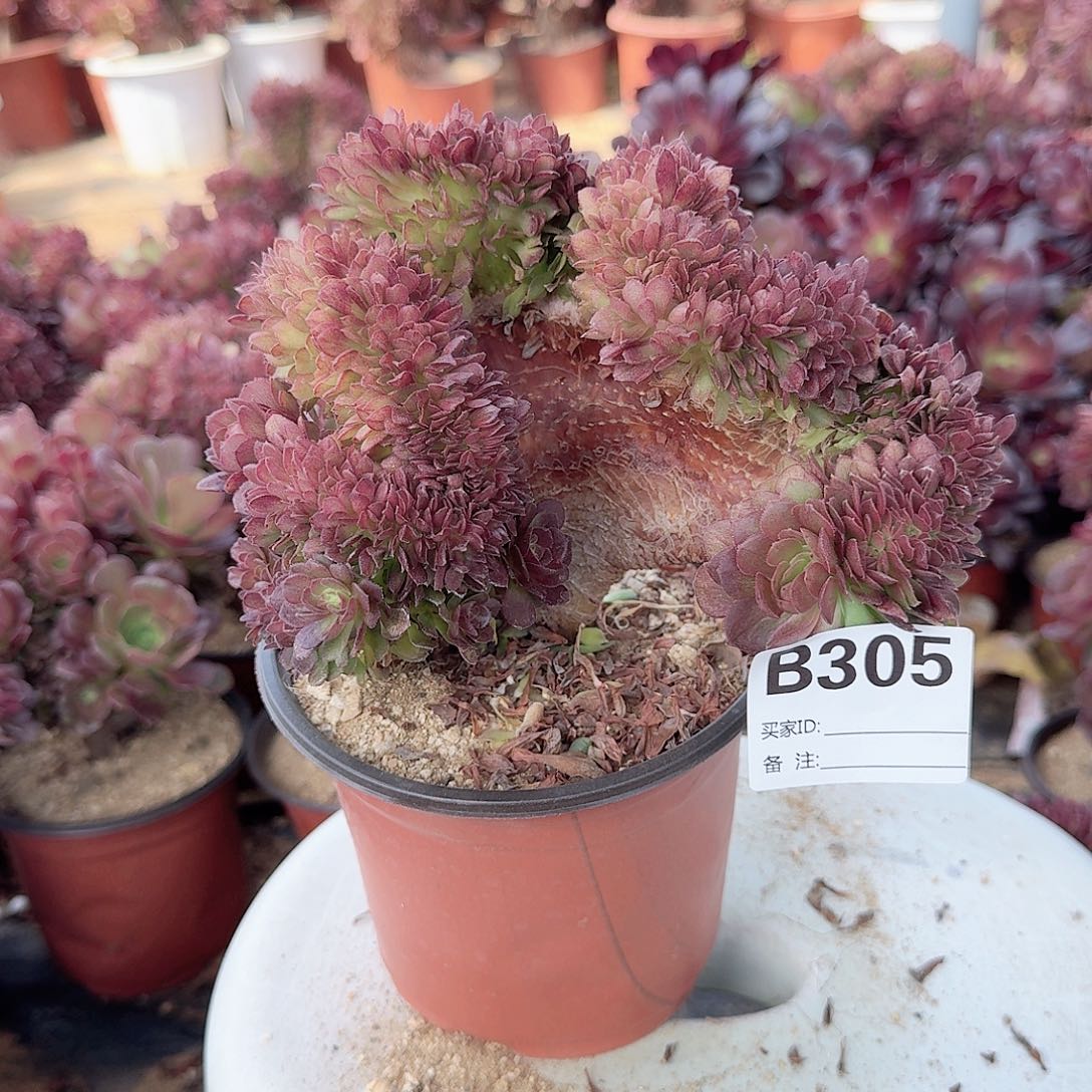 305万缀一颗满28包邮