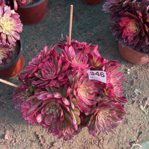 346白月光朵朵多肉