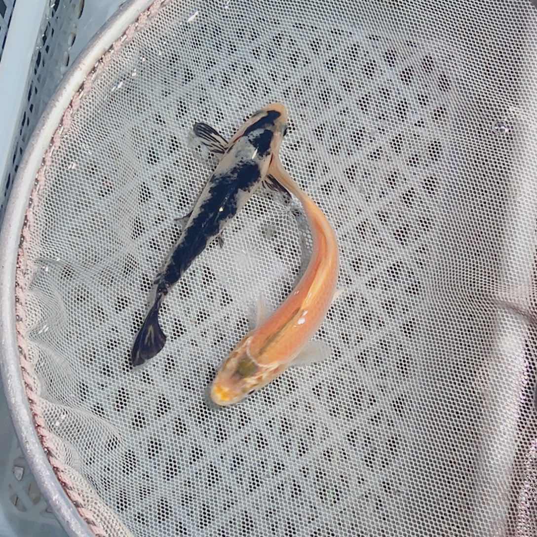 锦鲤锦鲤观赏鱼111